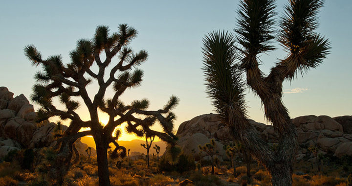 Joshua trees and rock outcroppings at sunset in the high-desert.